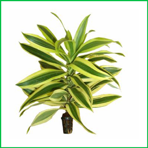Asian Flora Limited Kurunegala Sri Lanka